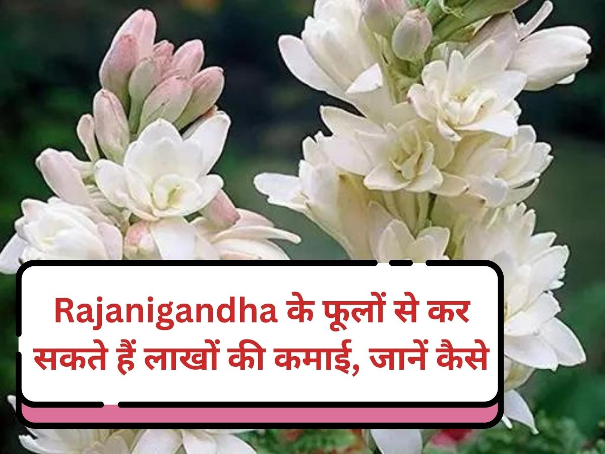 Rajanigandha