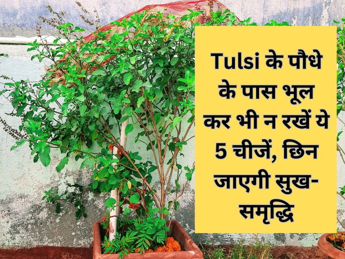 Tulsi