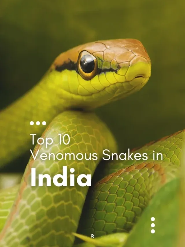 Top 10 Venomous Snakes in India