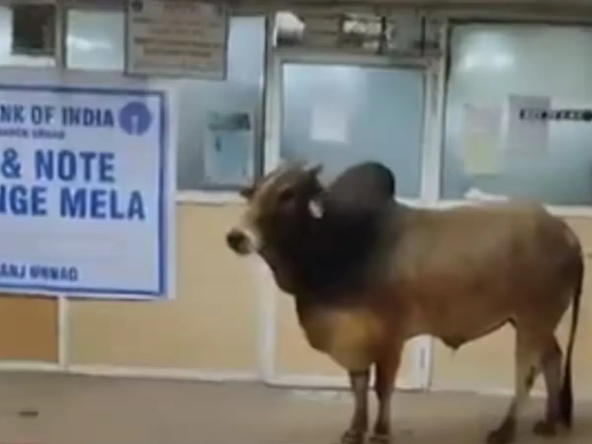 Bull Viral Video SBI