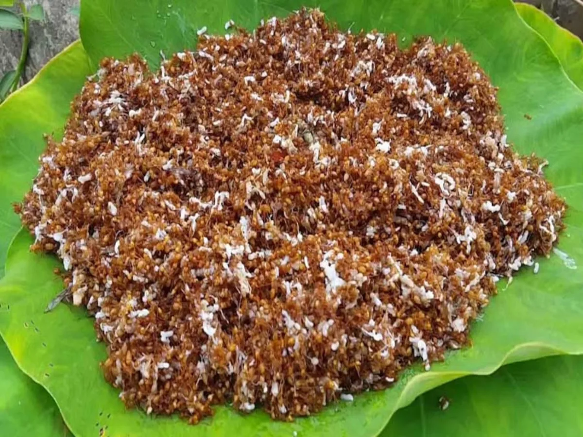 Odisha's Red Ant Chutney gets GI tag